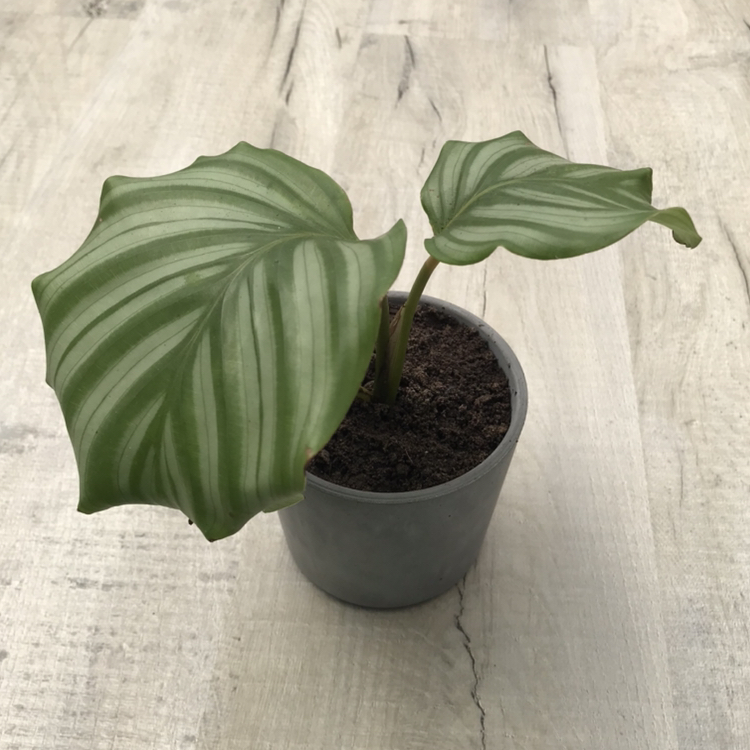 Calathea Orbifolia plant photo by @nostalg.iia named Arlo on Greg, the plant care app.