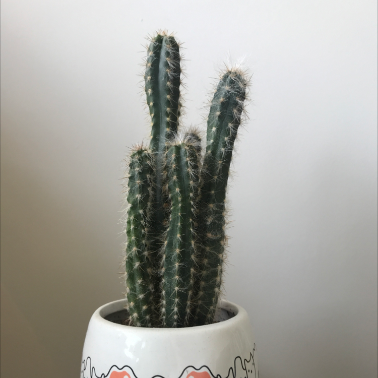 Blue Columnar Cactus plant photo by @nostalg.iia named Aria on Greg, the plant care app.