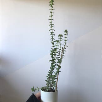 String of Buttons plant in Somewhere on Earth