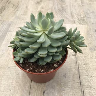 Pearl Echeveria plant in Somewhere on Earth