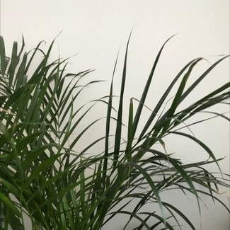 Areca Palm plant in Somewhere on Earth