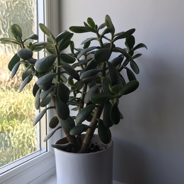 Lucky Plant plant photo by @nostalg.iia named Jade on Greg, the plant care app.