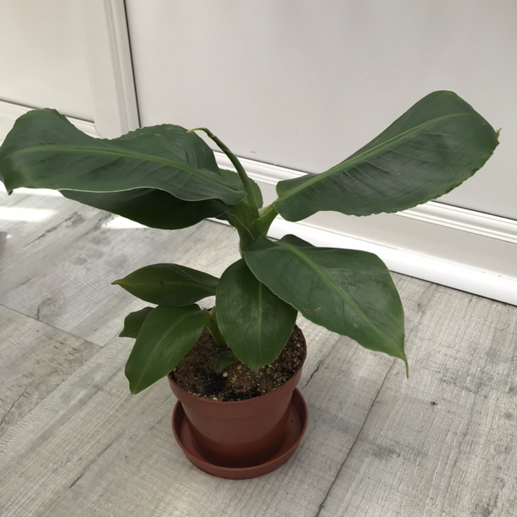Banana plant photo by @nostalg.iia named George on Greg, the plant care app.