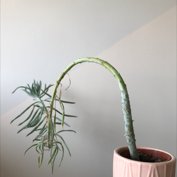 Narrow-Leaf Chalk Sticks plant with a curved stem and yellowing leaves in a pink pot.