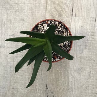 Climbing Aloe plant in Somewhere on Earth