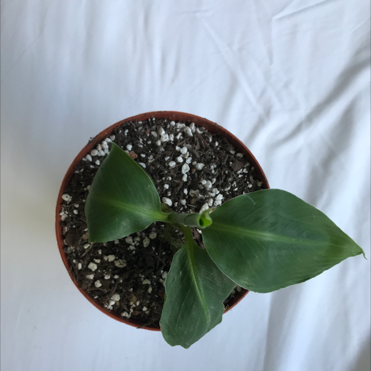Young banana plant in a pot with visible soil and three healthy green leaves.