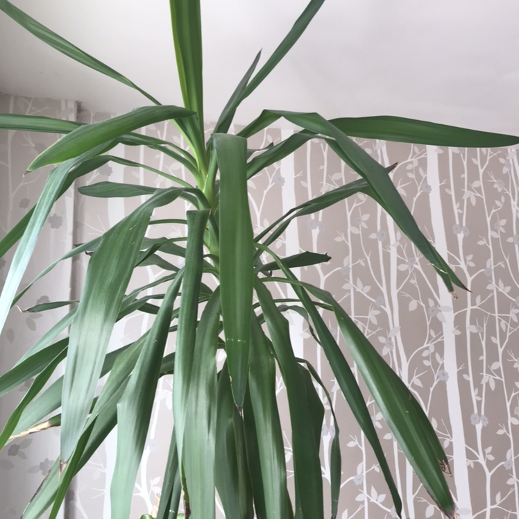 Blue-Stem Yucca plant photo by @nostalg.iia named Patrick on Greg, the plant care app.