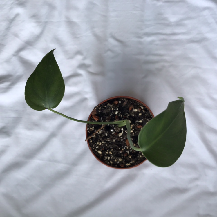 Monstera plant photo by @nostalg.iia named Athusia on Greg, the plant care app.