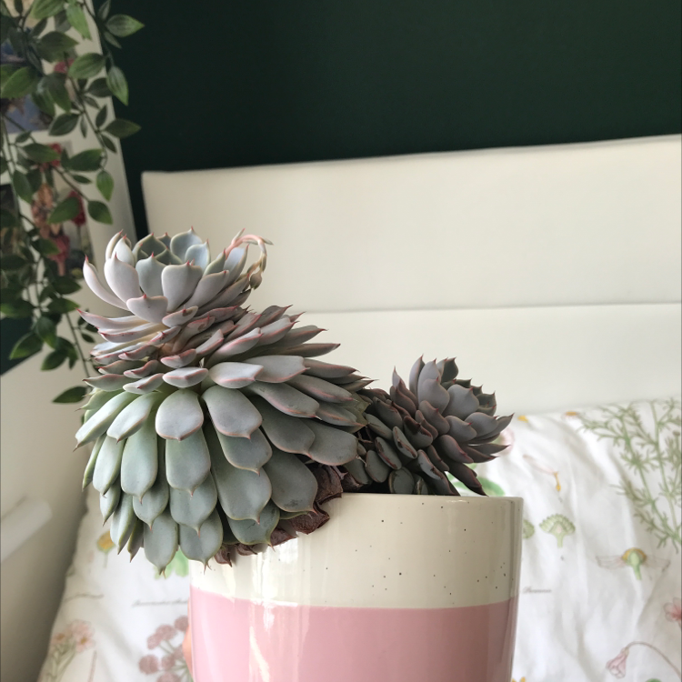 Aeonium 'Starburst' plant photo by @nostalg.iia named Cara on Greg, the plant care app.