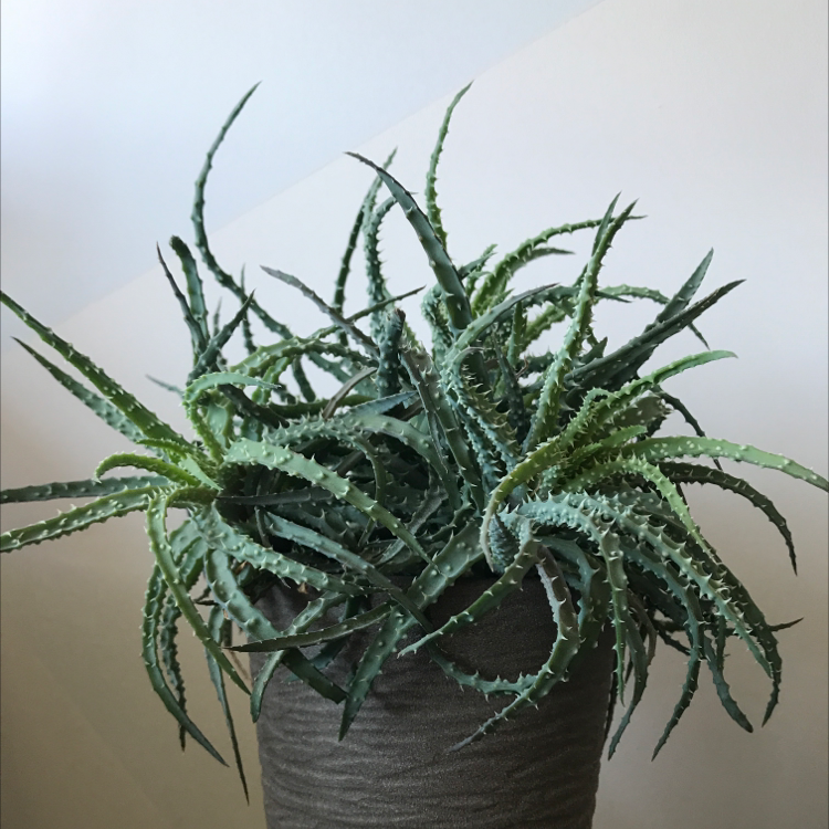 Candelabra Aloe plant in a pot, healthy green leaves, no visible soil.