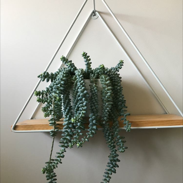 Burro's Tail plant photo by @nostalg.iia named Eeyore on Greg, the plant care app.