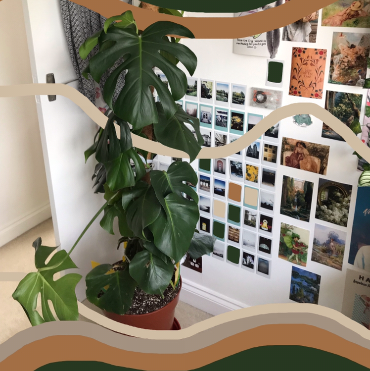 Monstera plant photo by @nostalg.iia named Loki on Greg, the plant care app.
