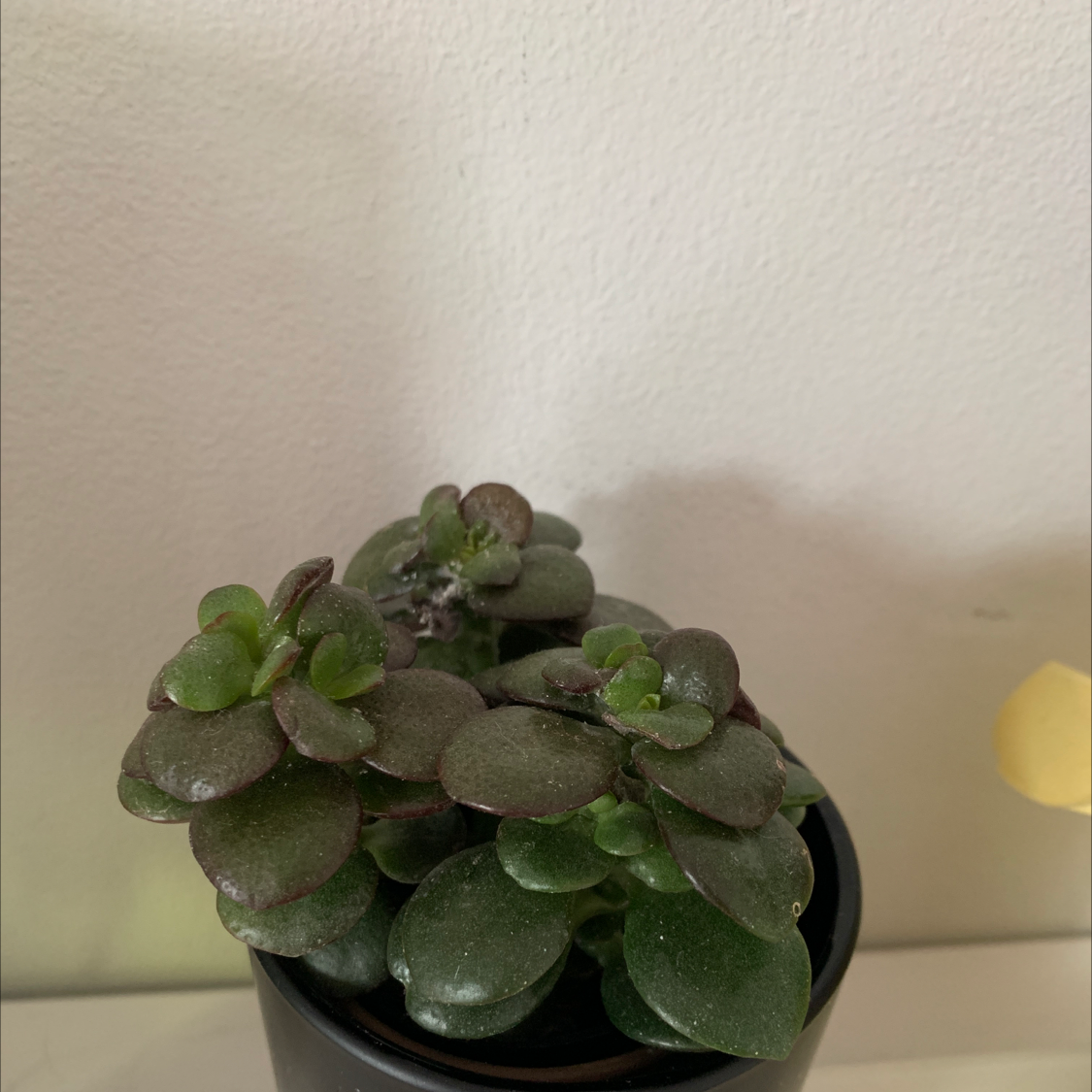 Lucky Plant plant photo by @chbillet named eugene on Greg, the plant care app.