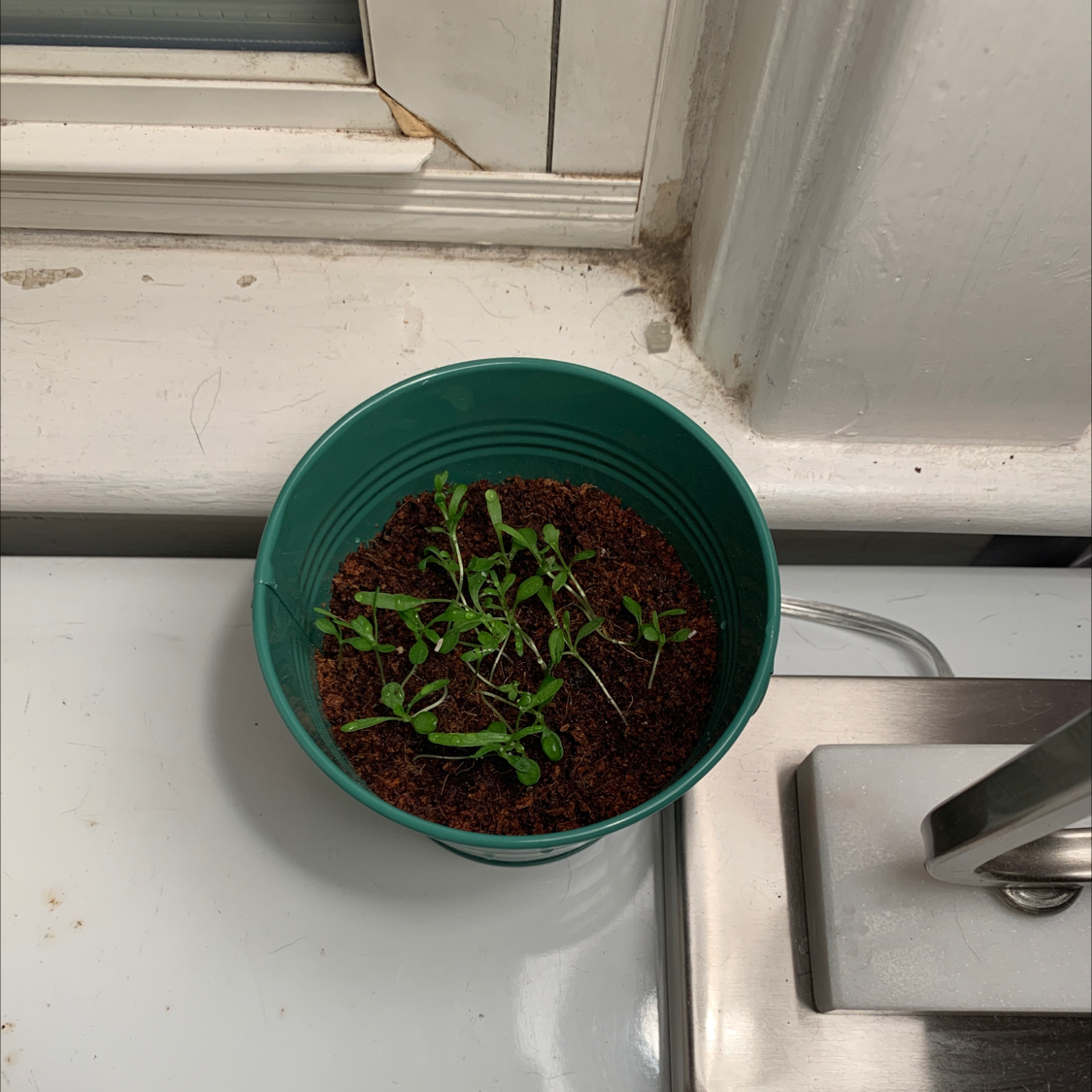 Ox-Eye Daisy plant photo by @chbillet named daisy on Greg, the plant care app.
