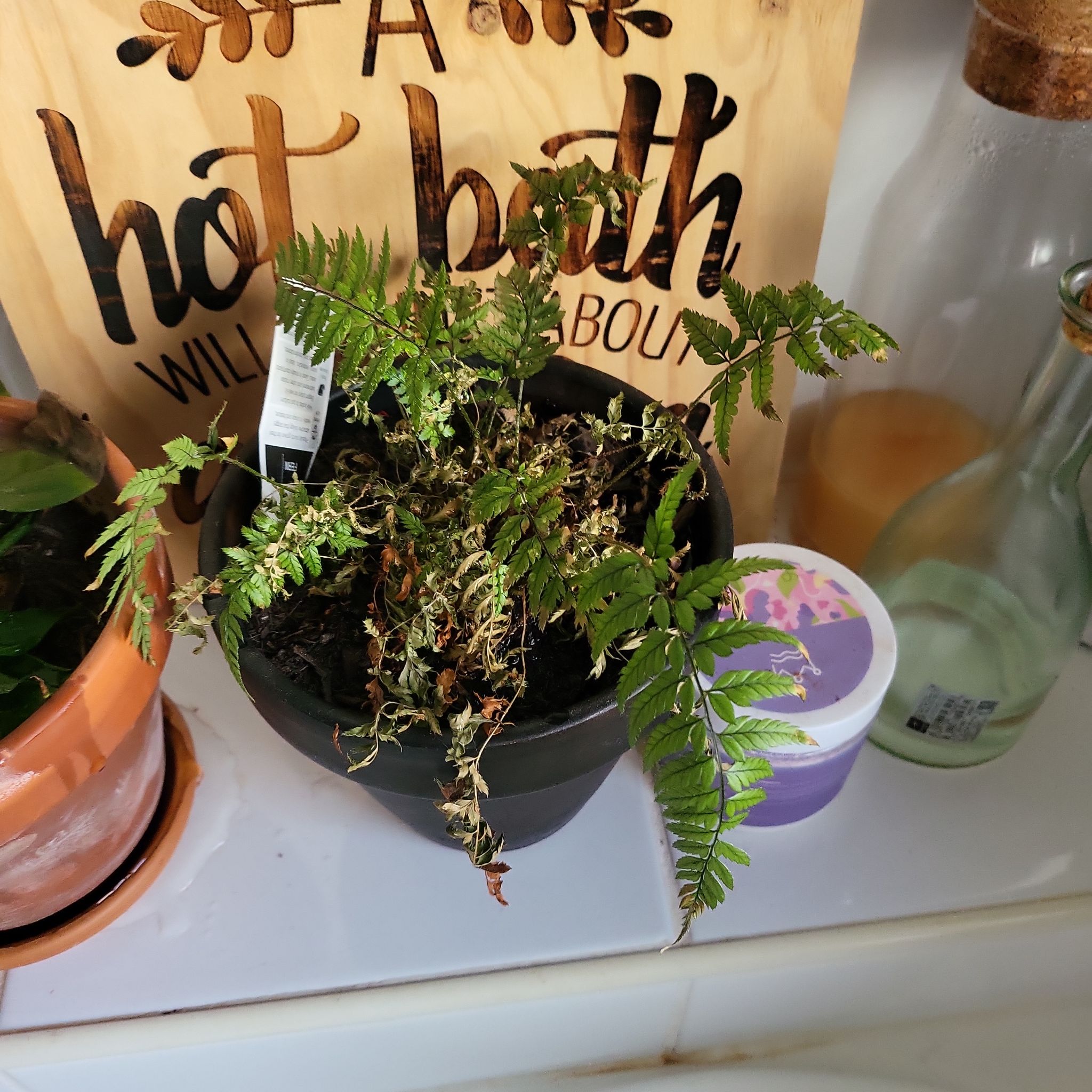 Photo of the plant species Icarus by @PreparedDyebush named Austen on Greg, the plant care app
