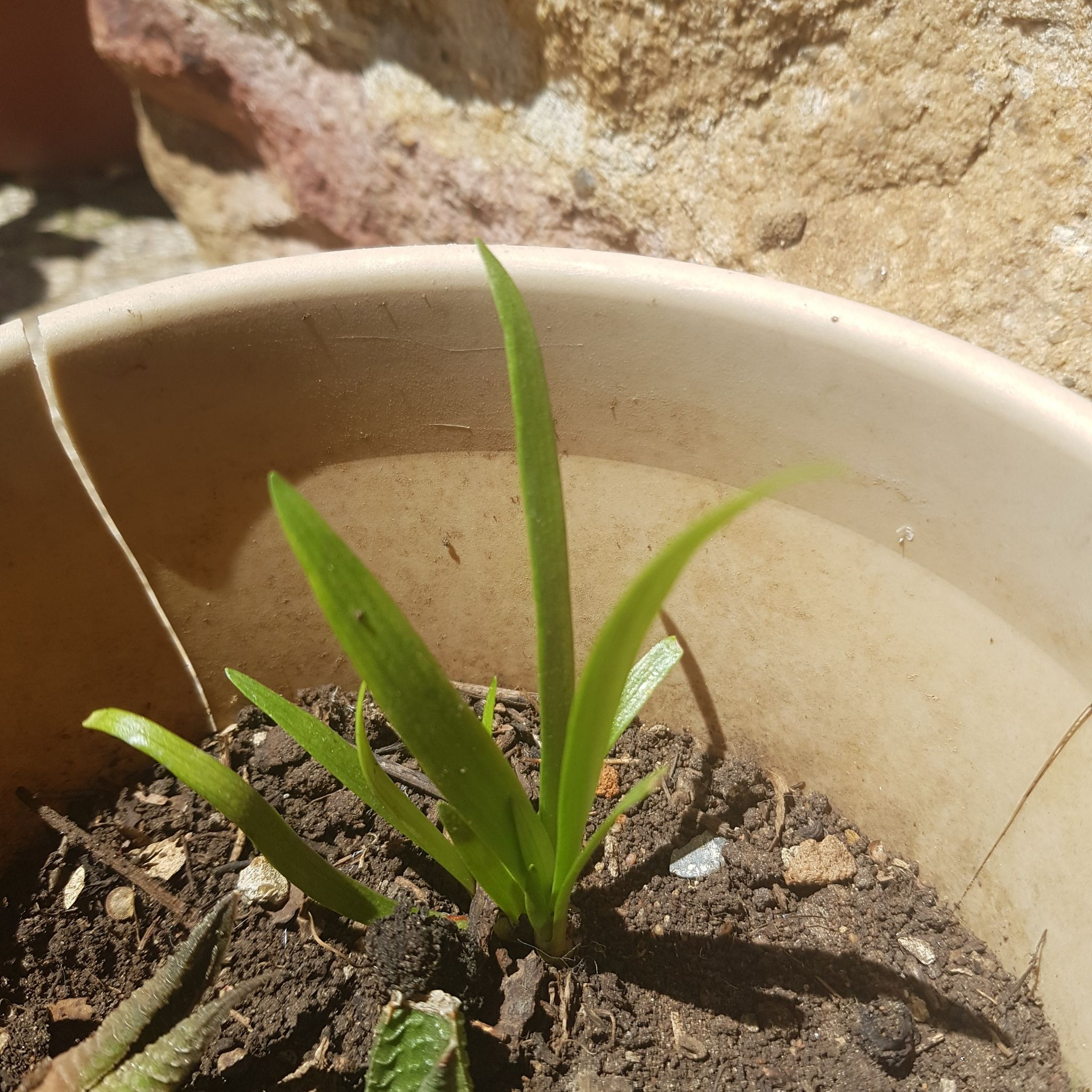 Young Beach Spiderlily plant in a pot with visible soil and green leaves.