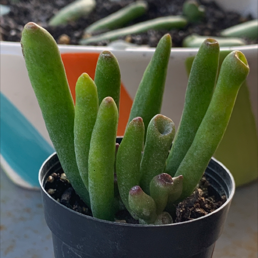 Potted Baby Toes plant with elongated green leaves, healthy appearance.
