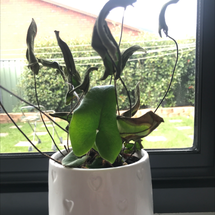 Photo of the plant species Heart Fern by Chloe named Peeta on Greg, the plant care app