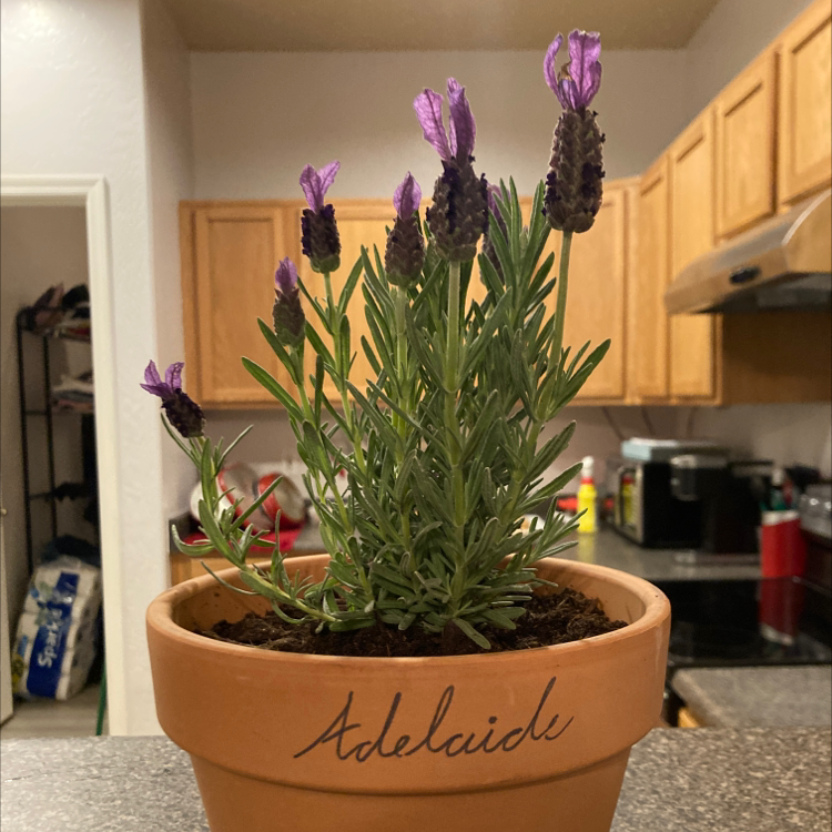 Potted lavender plant with purple flowers in a kitchen setting.