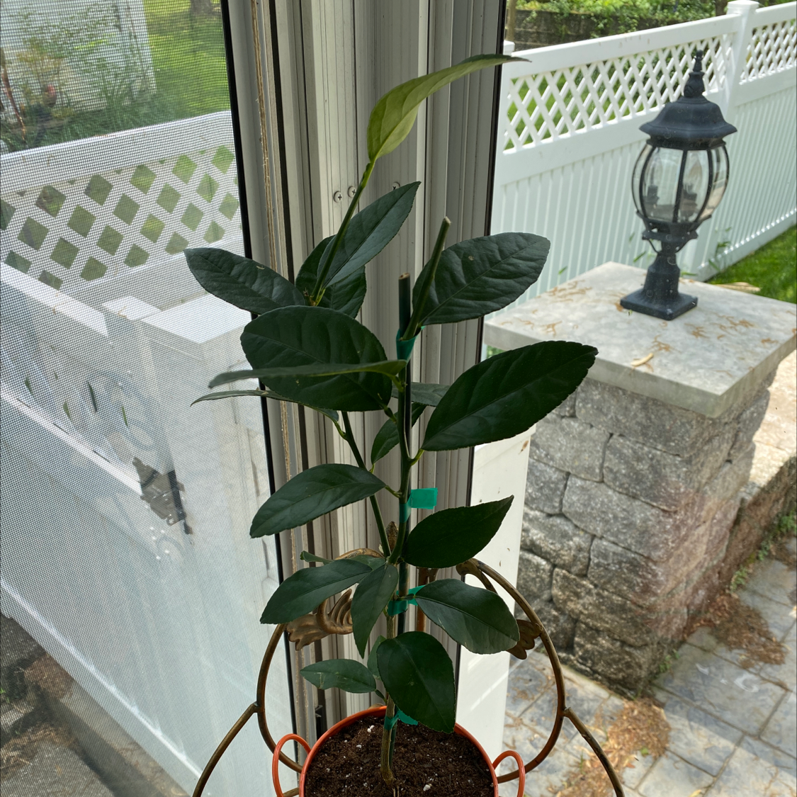 Key Lime Tree in a pot near a window with visible soil and healthy green leaves.