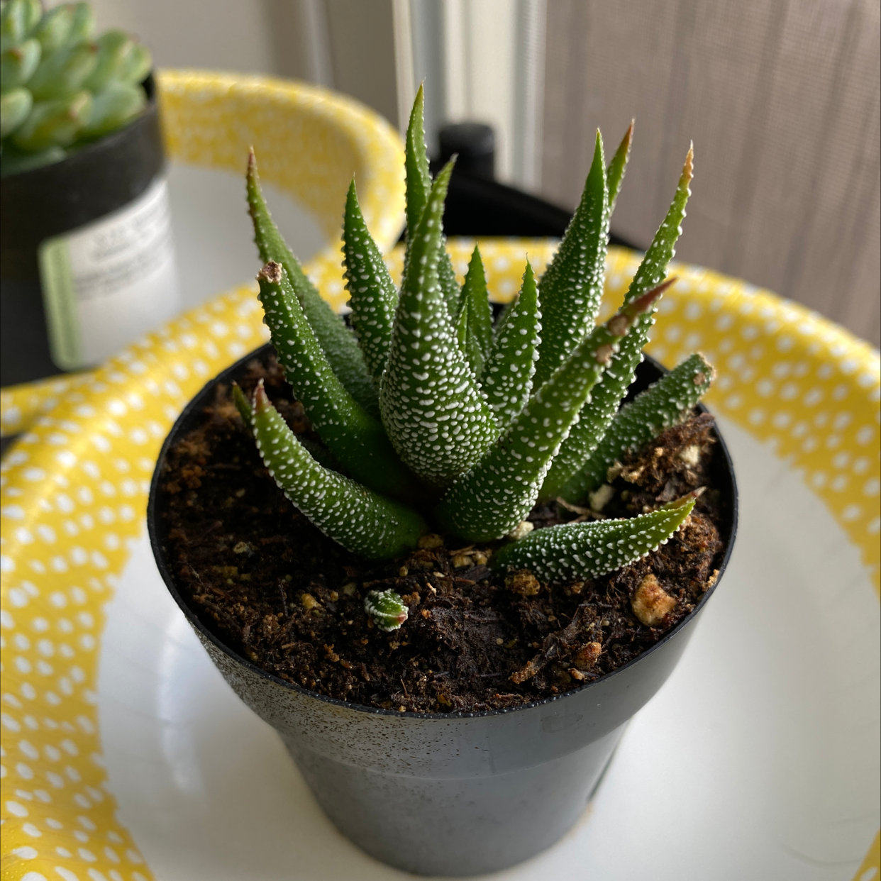 Haworthia attenuata 'Enon' plant in a small black pot with visible soil.