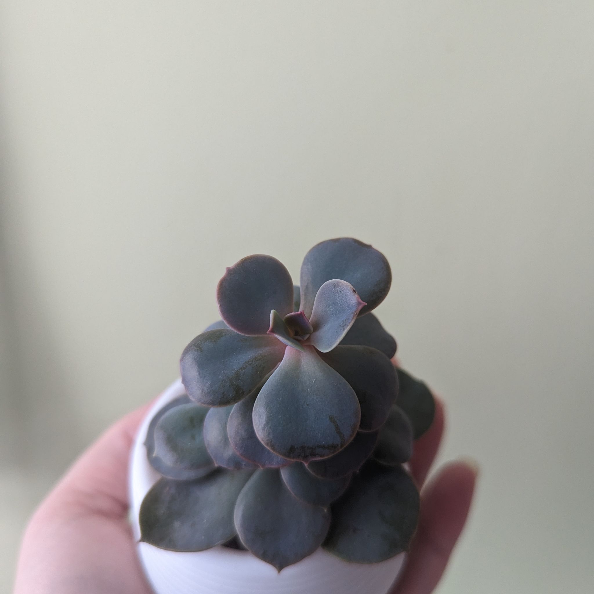 Echeveria 'Purple Pearl' succulent held in a white pot, with a plain background.