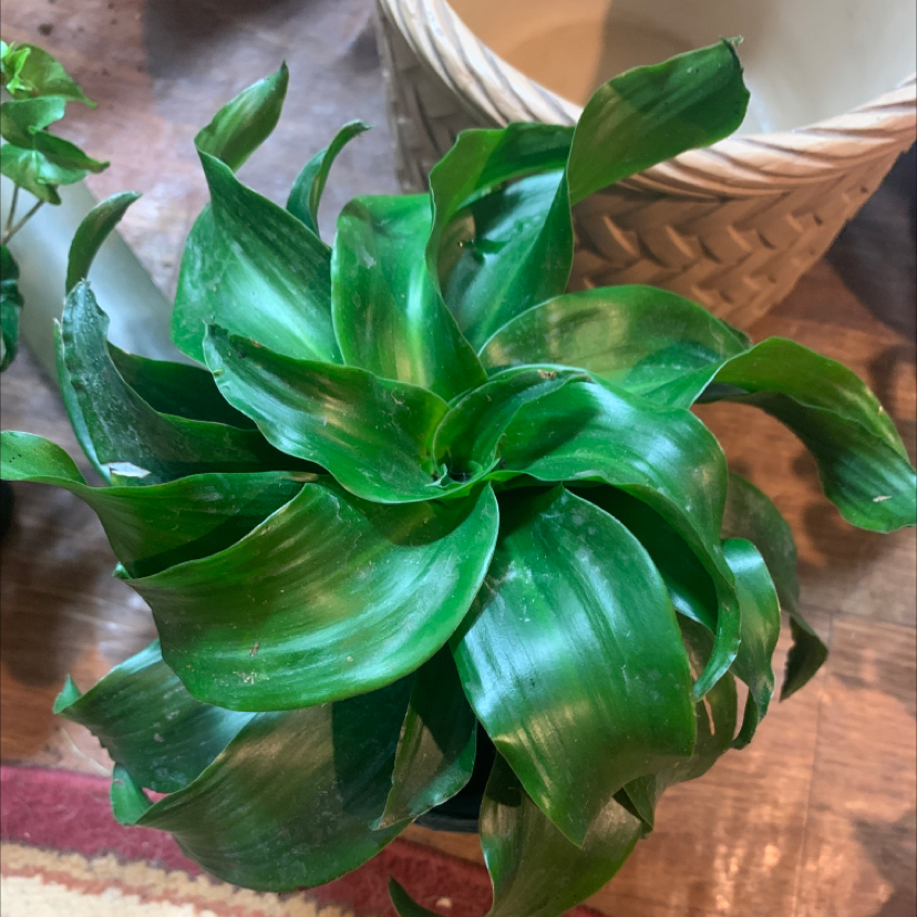 Healthy Basket Plant with vibrant green leaves.