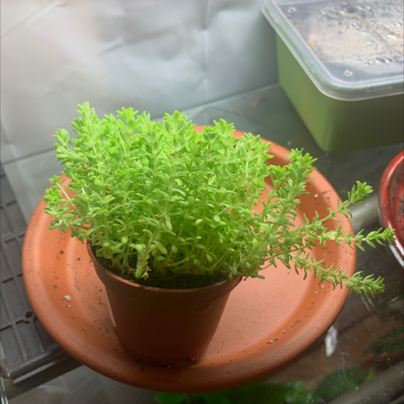 A healthy Goldmoss Stonecrop plant in a small pot with dense green foliage.