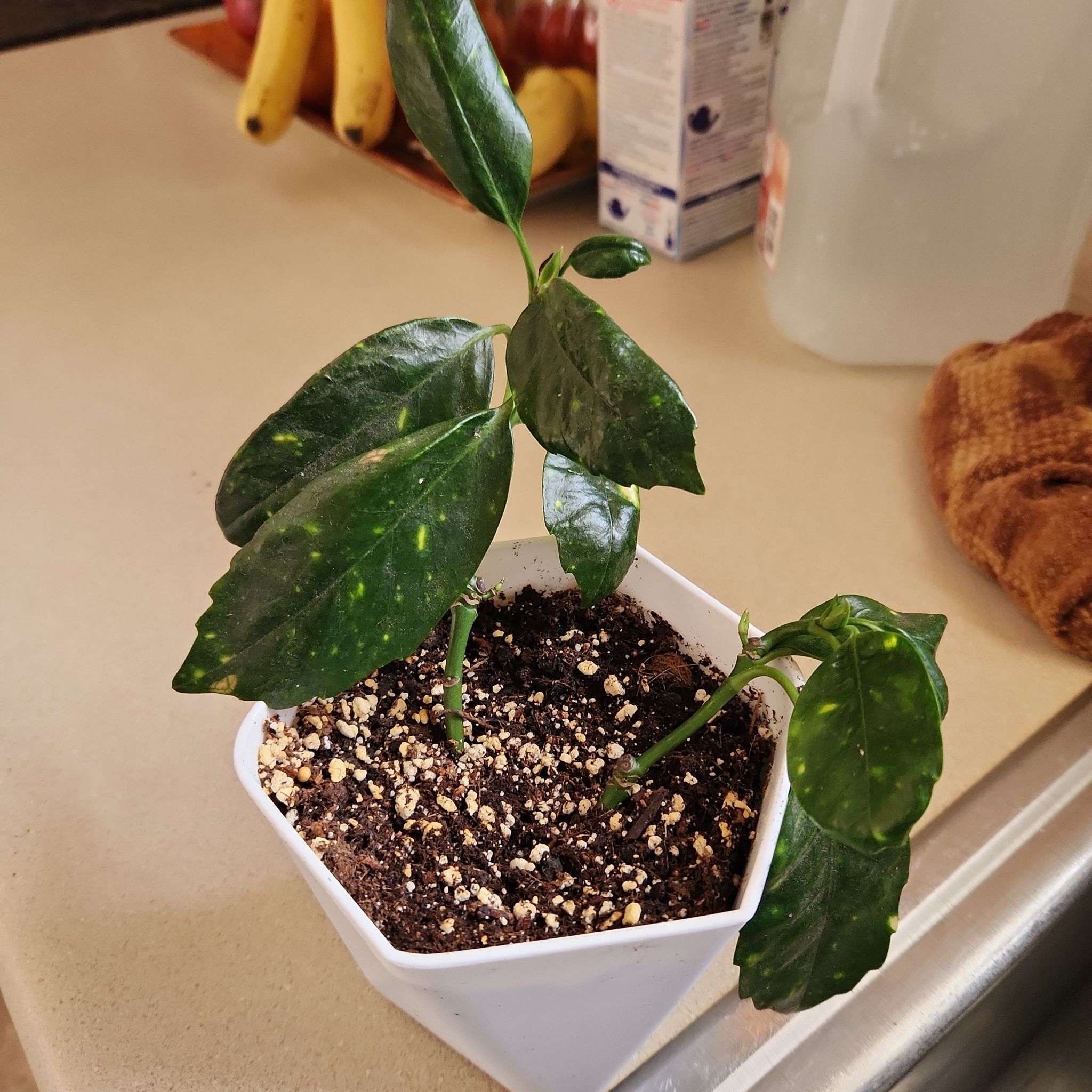 Tree Diddy | A plant by @DeliciousMakole on Greg