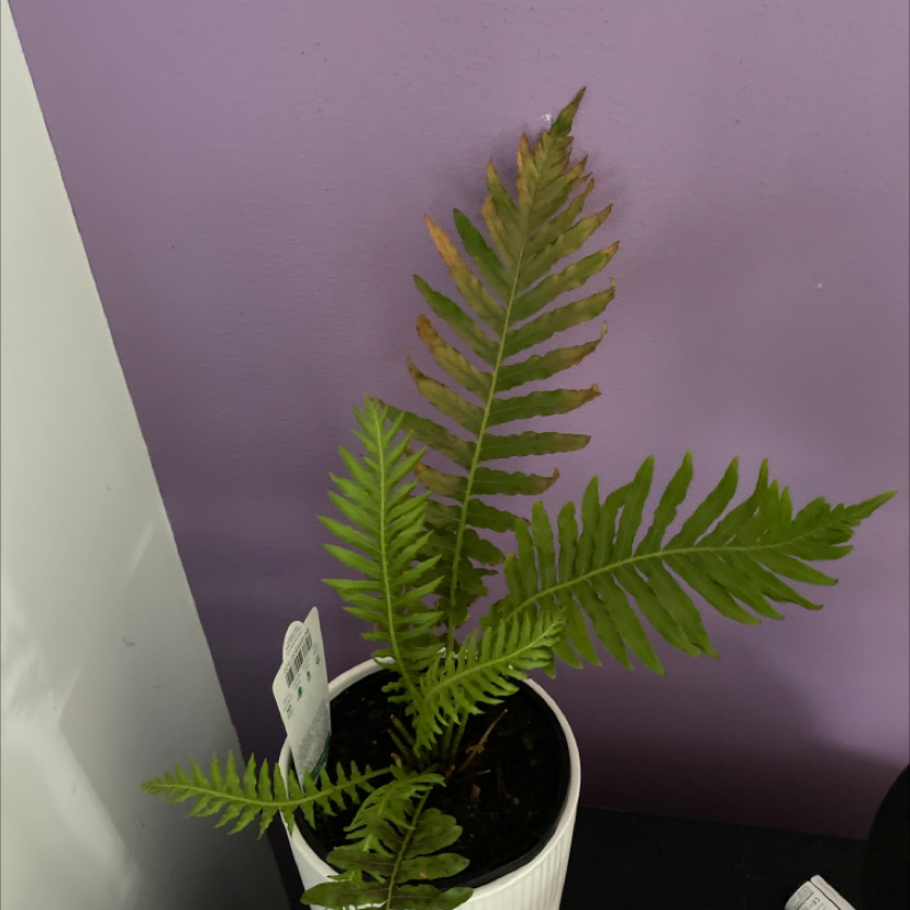 Southern Polypody plant in a white pot with some browning leaf tips against a purple background.