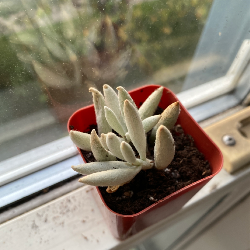 Panda Plant (Kalanchoe tomentosa) in a small red pot on a windowsill.