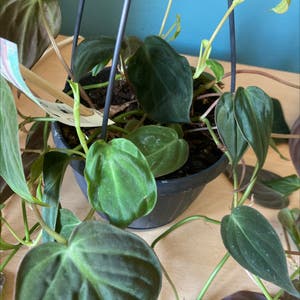 Philodendron Micans plant photo by Amelia named Francis on Greg, the plant care app.