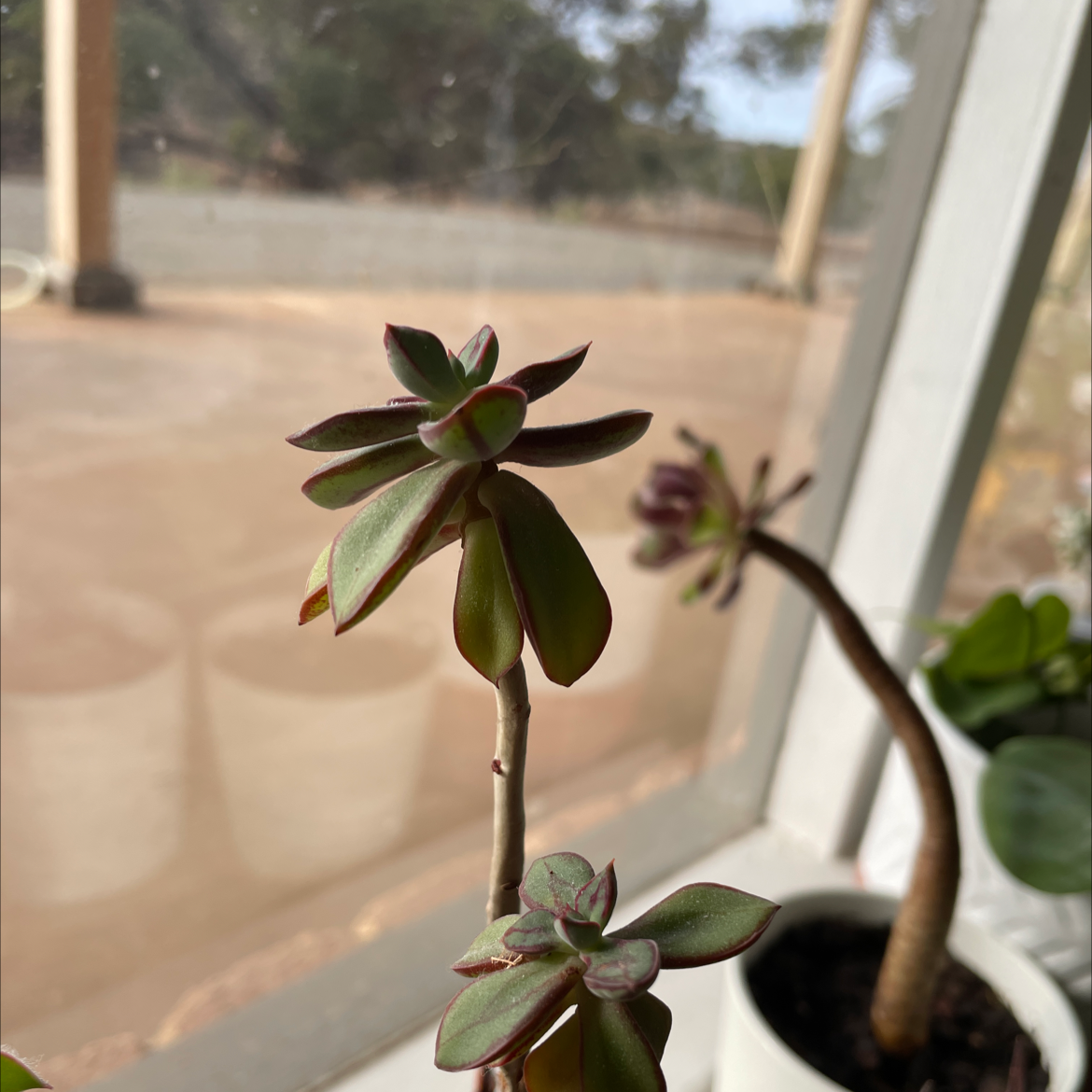 Painted Echeveria plant indoors near a window with another plant in the background.