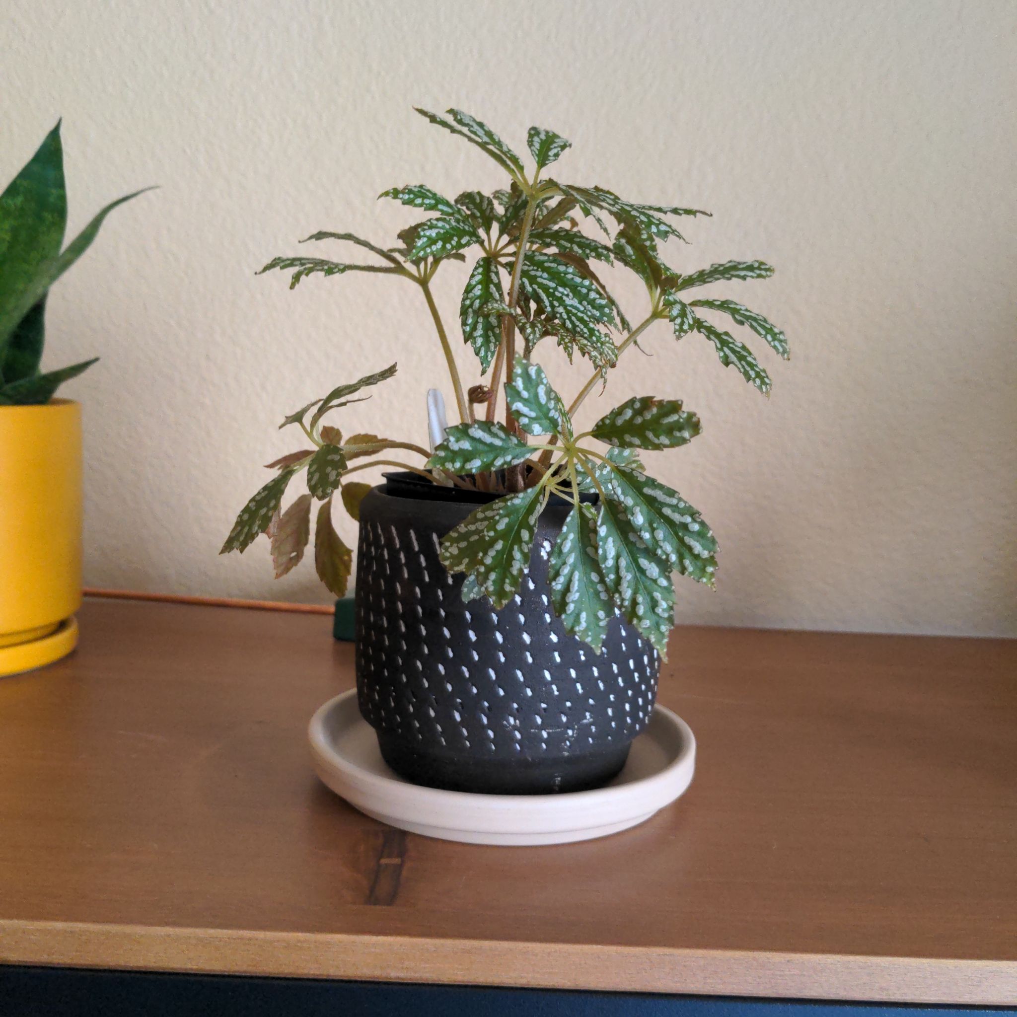 Photo of the plant species Begonia hemsleyana by @UniqueEggplant named Charles on Greg, the plant care app
