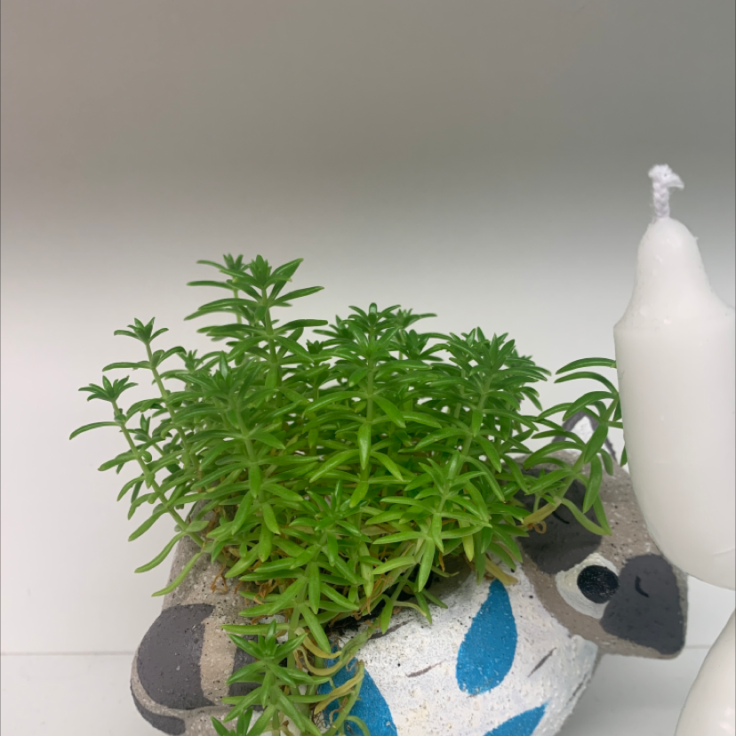 Goldmoss Stonecrop plant in a decorative pot with a candle beside it.
