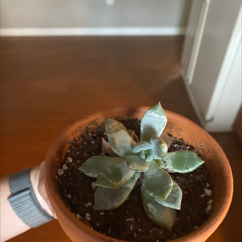 Ghost Plant plant photo by @Bevans19 named June on Greg, the plant care app.