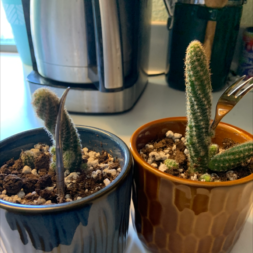 Two potted Peanut Cactus plants with visible soil, healthy green color, and no visible health issues.