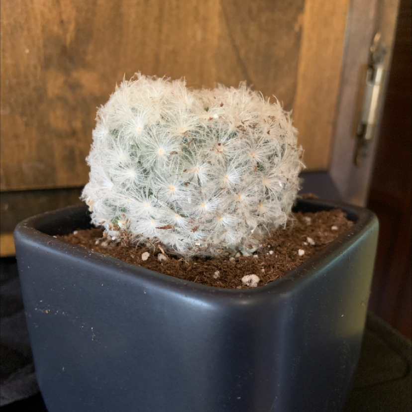 Photo of the plant species Feather Cactus by Jane named Captain Plant-it on Greg, the plant care app