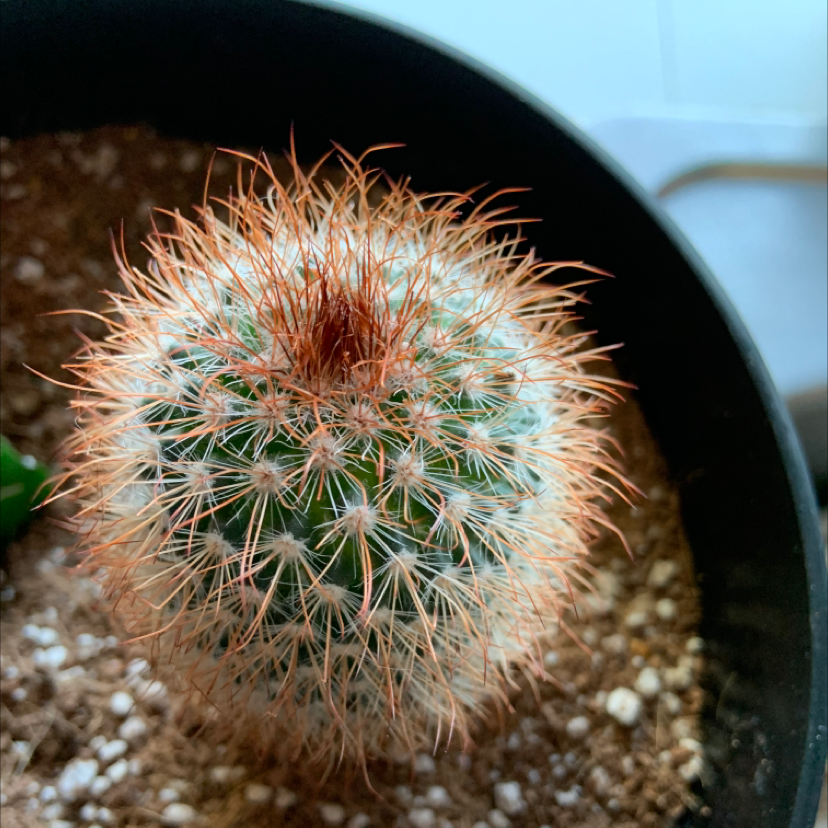 Arizona Rainbow Cactus with reddish spines in a pot with visible soil.