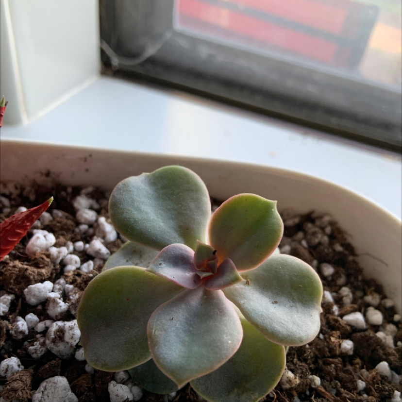 Echeveria 'Perle von Nurnberg' succulent in a pot with visible soil.