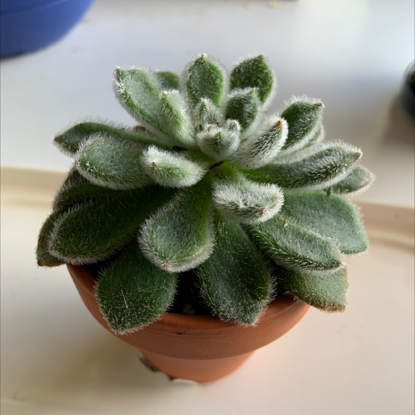 A healthy Mexican Firecracker succulent in a terracotta pot with fuzzy green leaves.