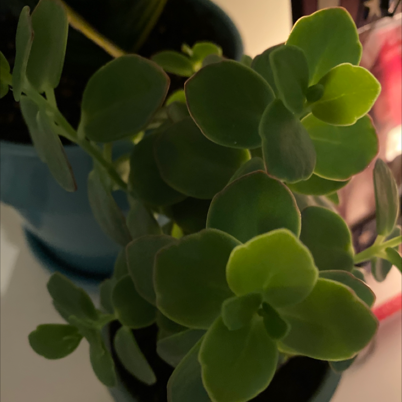 Close-up of a healthy showy stonecrop succulent plant with thick green leaves, held by a human hand.