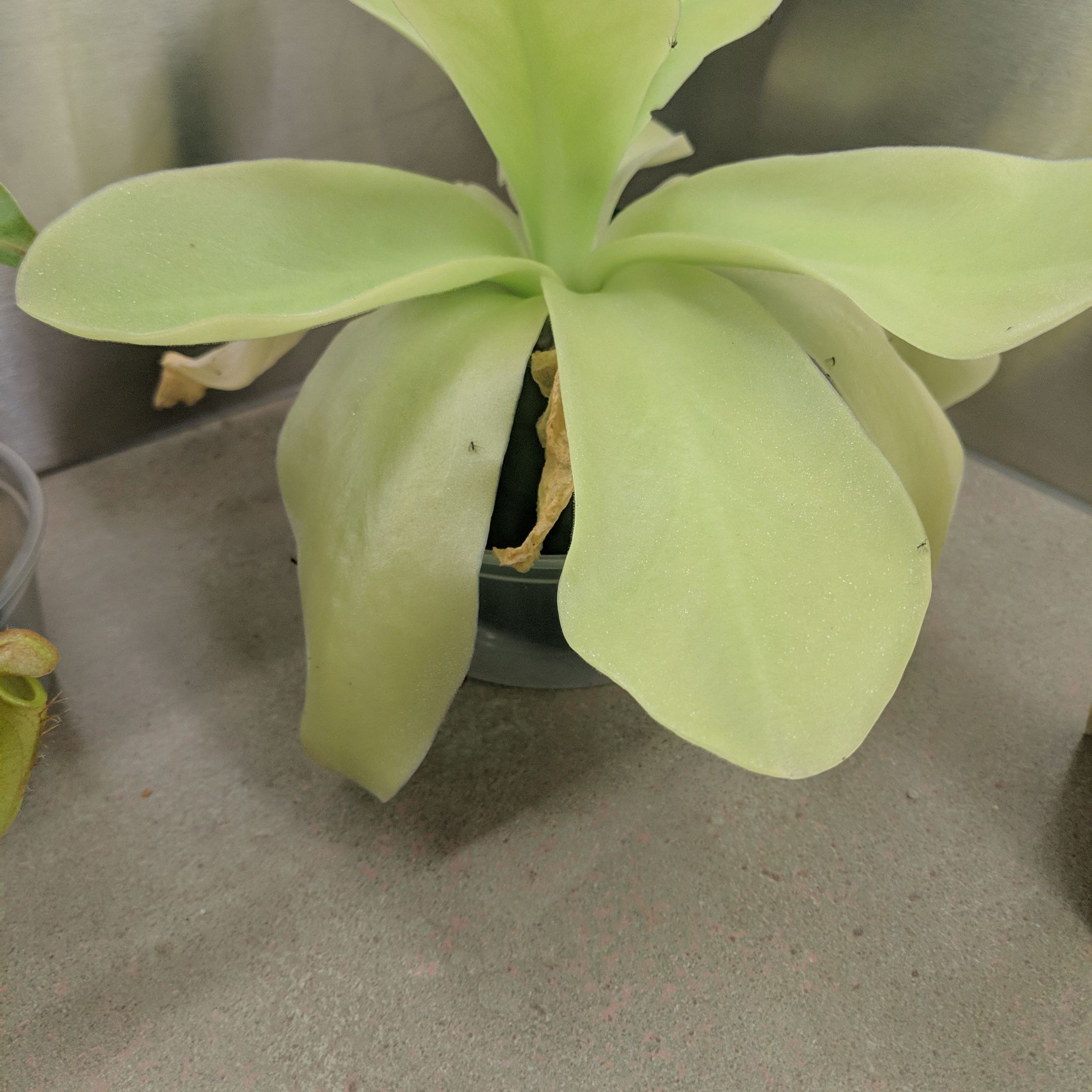 Photo of the plant species Mexican Butterwort by @FabLovage named Pingy on Greg, the plant care app