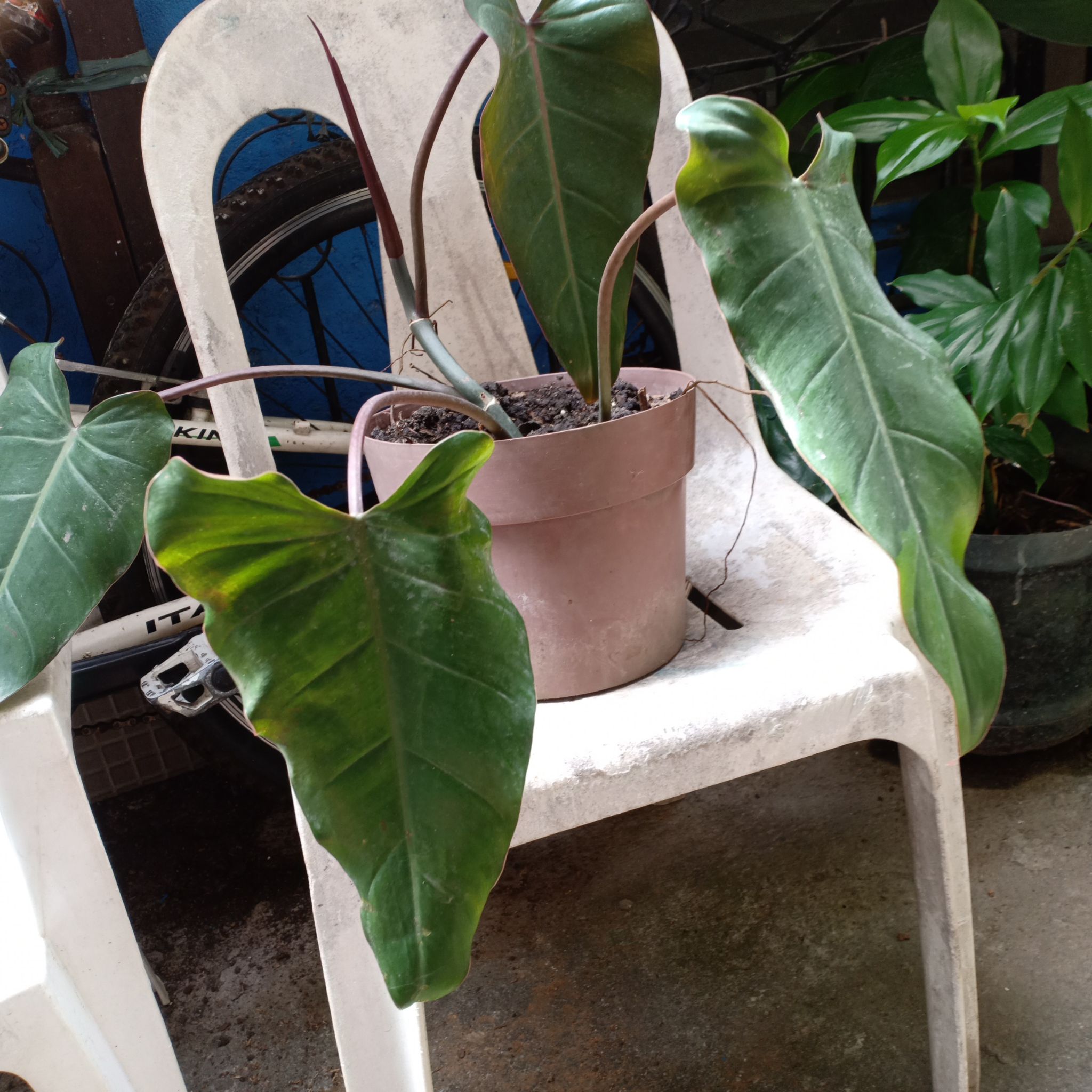Philodendron Dark Lord plant in a pot on a chair with large dark green leaves.
