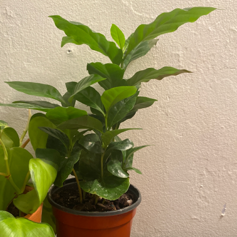 Healthy Arabian Coffee plant with lush green leaves growing in a small terracotta pot, no signs of disease or discoloration.