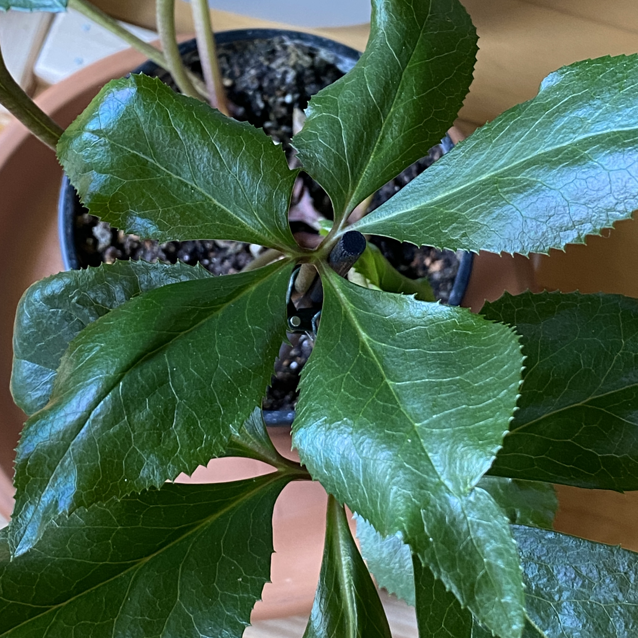 Lenten Rose plant in a pot with healthy green leaves.