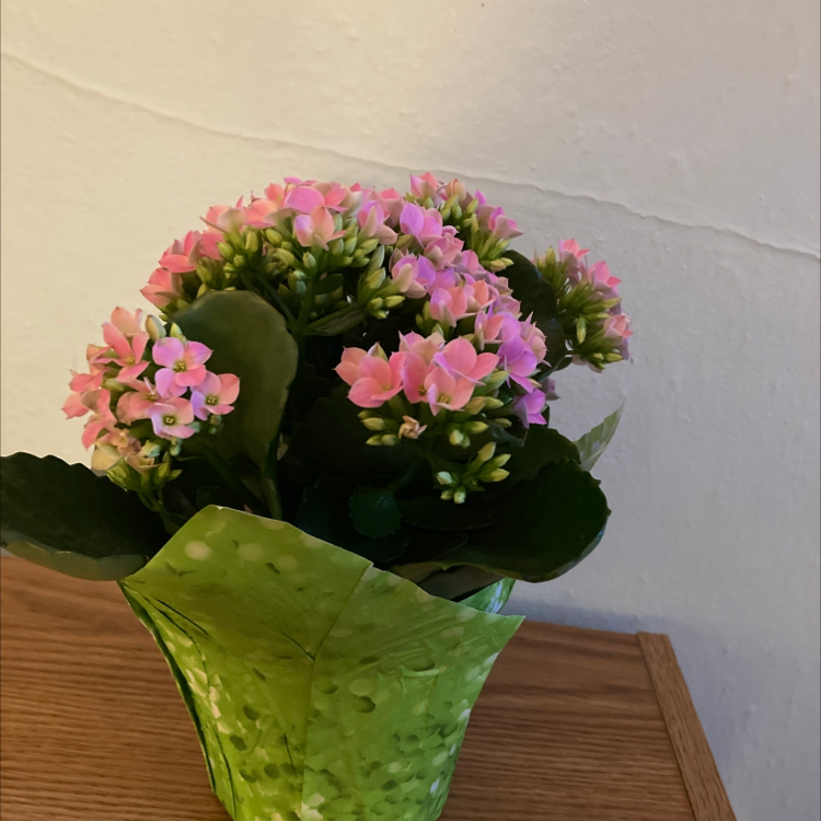 Florist Kalanchoe plant photo by Eleanor named Sir Plantsalot on Greg, the plant care app.