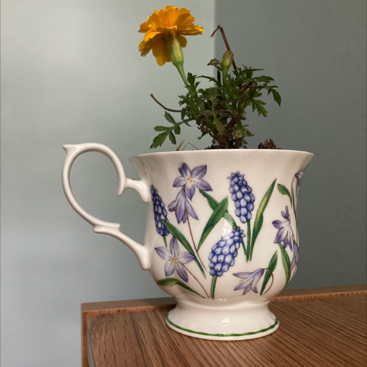 A healthy marigold plant with a yellow flower in a decorative cup on a wooden surface.