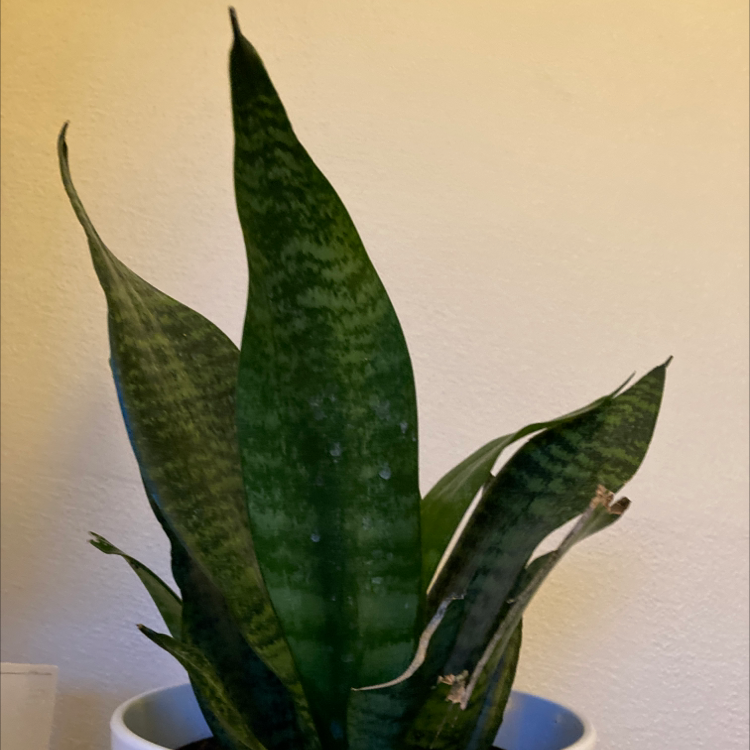 Snake Plant plant photo by Eleanor named Edward on Greg, the plant care app.