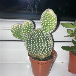 Bunny Ears Cactus plant photo by @swag named Gertrude on Greg, the plant care app.